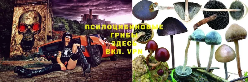 Галлюциногенные грибы Psilocybe  где купить   mega зеркало  Канск 